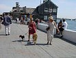 dog102.jpg